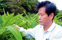Người Okinawa và cây “trường sinh bất lão”